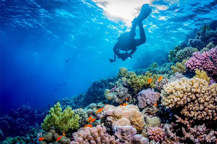 Scuba Diving