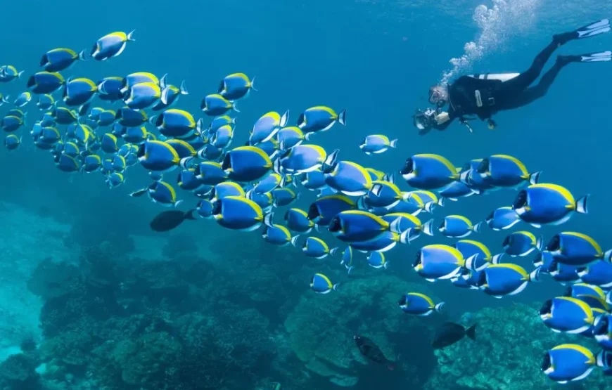 Scuba Diving